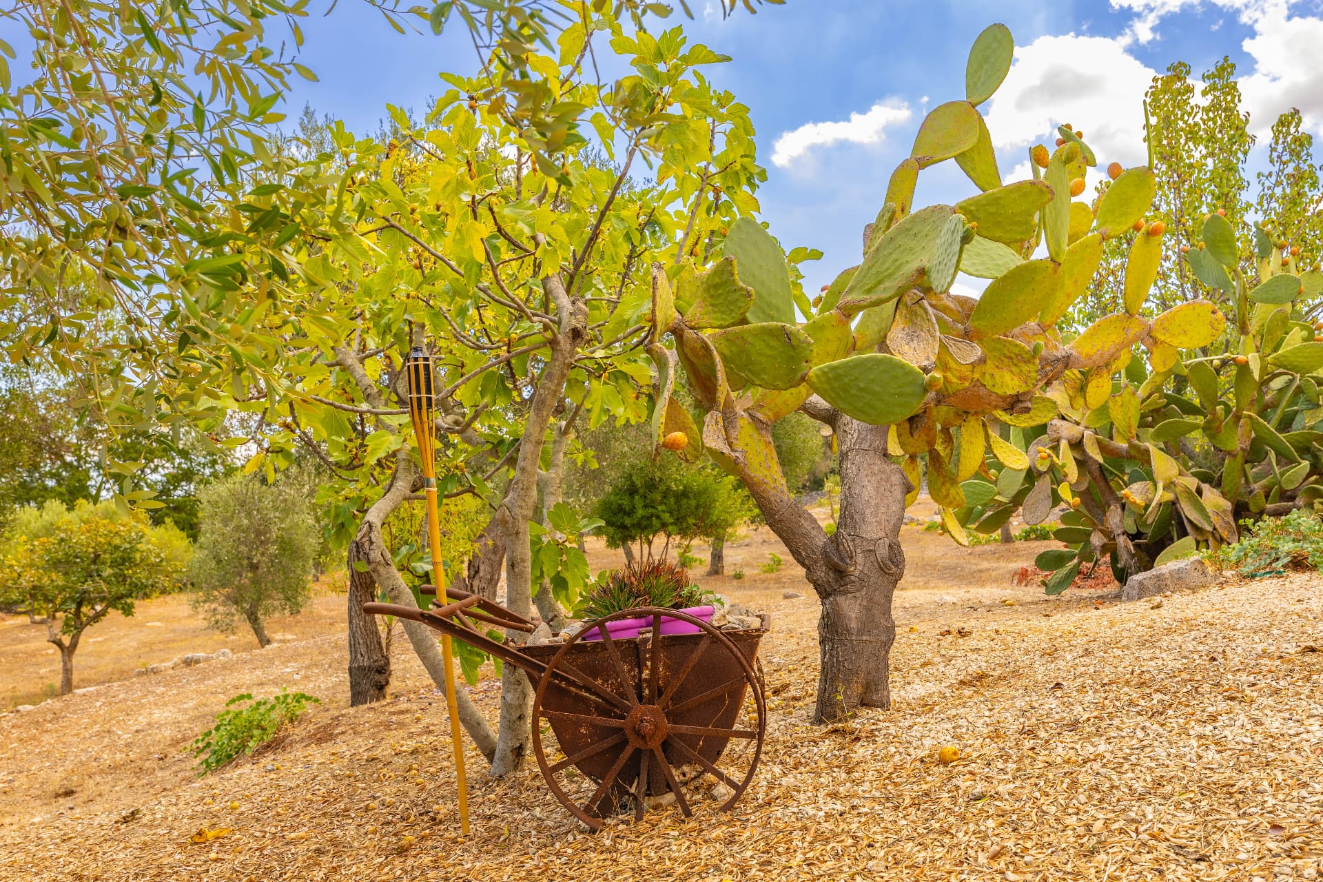 Ancient olive grove in the Valle d'Itria