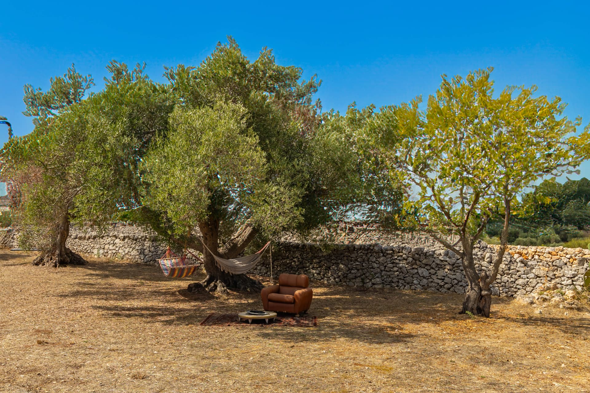 Ancient olive grove in the Valle d'Itria