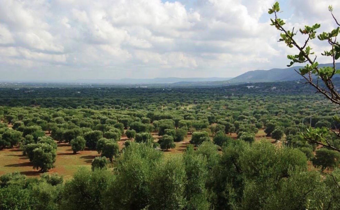 Ancient olive grove in the Valle d'Itria