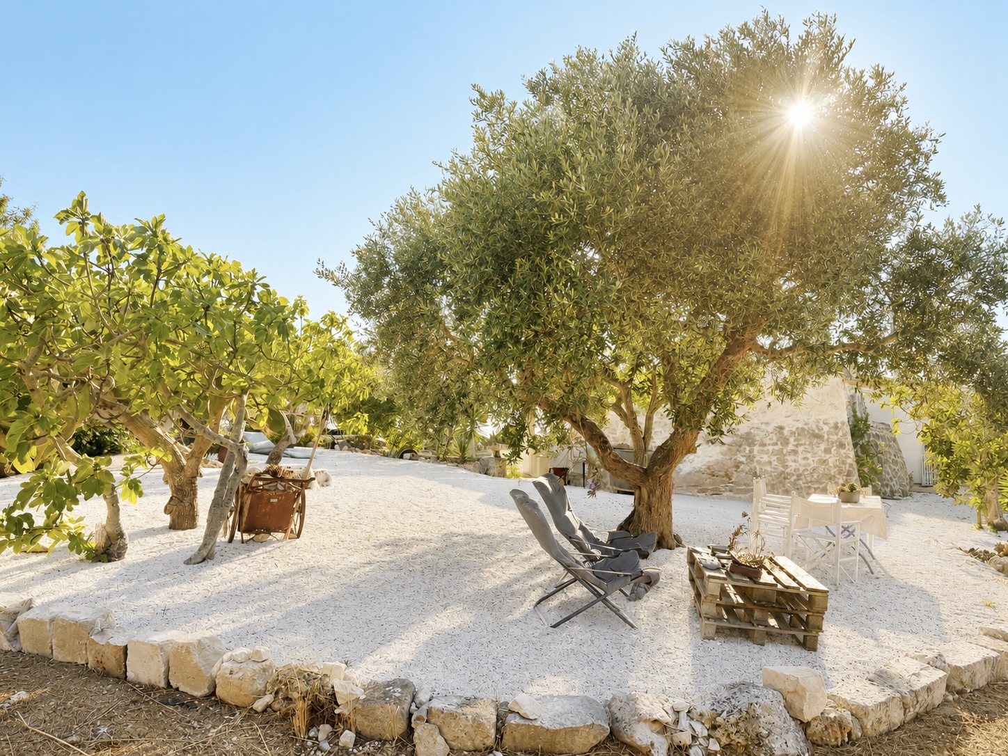 Ancient olive grove in the Valle d'Itria